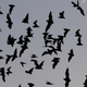 Bats emerging from the Bracken Cave in Bracken, Texas in a photo taken Aug. 31, 2011.